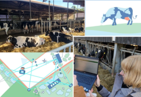 Collage aus Bildern im Stall mit Kühe und Sensoren