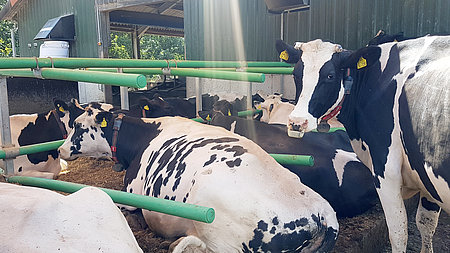 Stress detection in the dairy barn using sensors (Photo: G.Hoffmann/ATB)