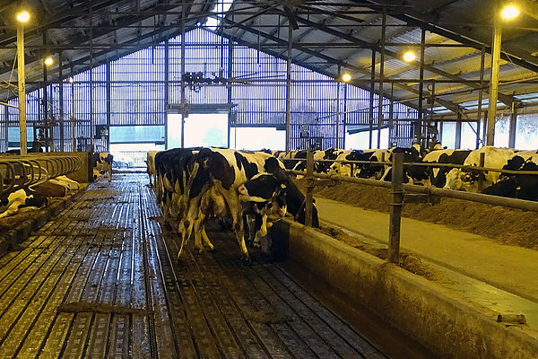 Barn design of the future: Innovative floor surfaces for lower emissions (Photo: ATB)