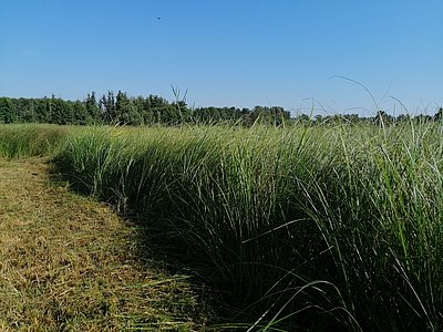 Paludiculture in the State of Brandenburg, Germany: Cultivation of reed canary grass (Photo: Lühr/ATB)