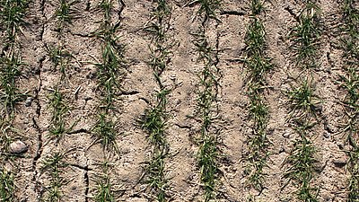 Drought stress in a cereal field (Photo: ATB)