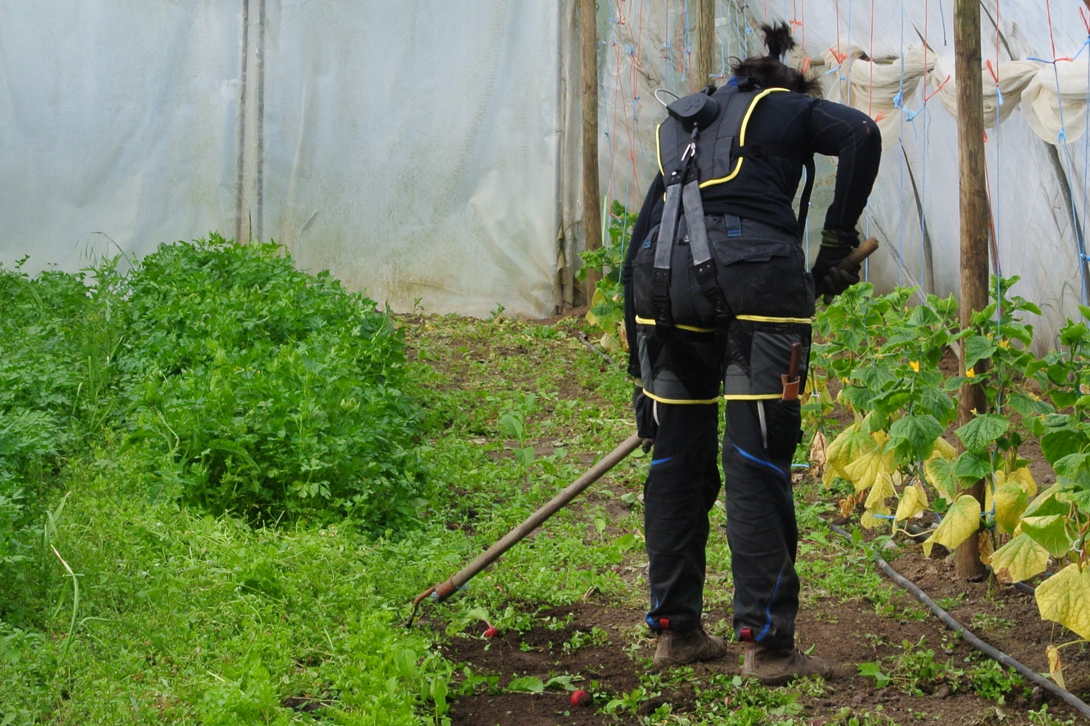 Everyday work in vegetable production: Operating in a bent posture (Photo: M.Jakob/ATB)