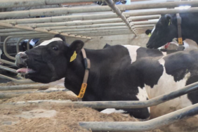 Lying cow panting under heat stress (Photo: Hoffmann/ATB)