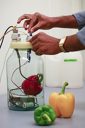 Paprikafrüchte in einer geschlossenen großen Glasflasche  zur Gaswechselmessung (Foto: F.Grimm/ATB)