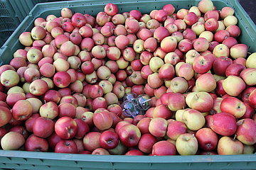 Air flow sensor placed in an apple storage bin