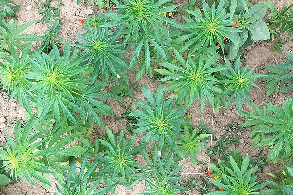 Hemp grown under dry conditions 2018 (Photo: Flemming/ATB)