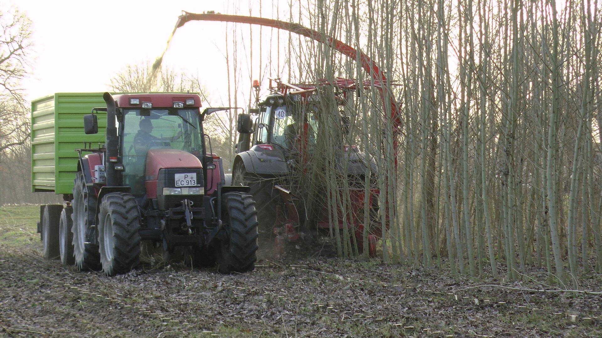 The harvester harvests poplars above ground and discharges wood chips into a trailer.