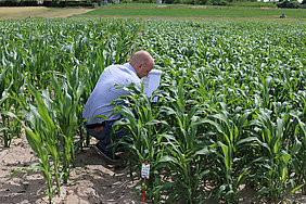 Feldversuch mit Sorghumhirse in Marquardt (Foto: Rumposch/ATB)