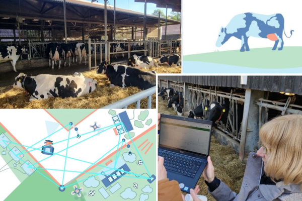 Collage aus Bildern im Stall mit Kühe und Sensoren