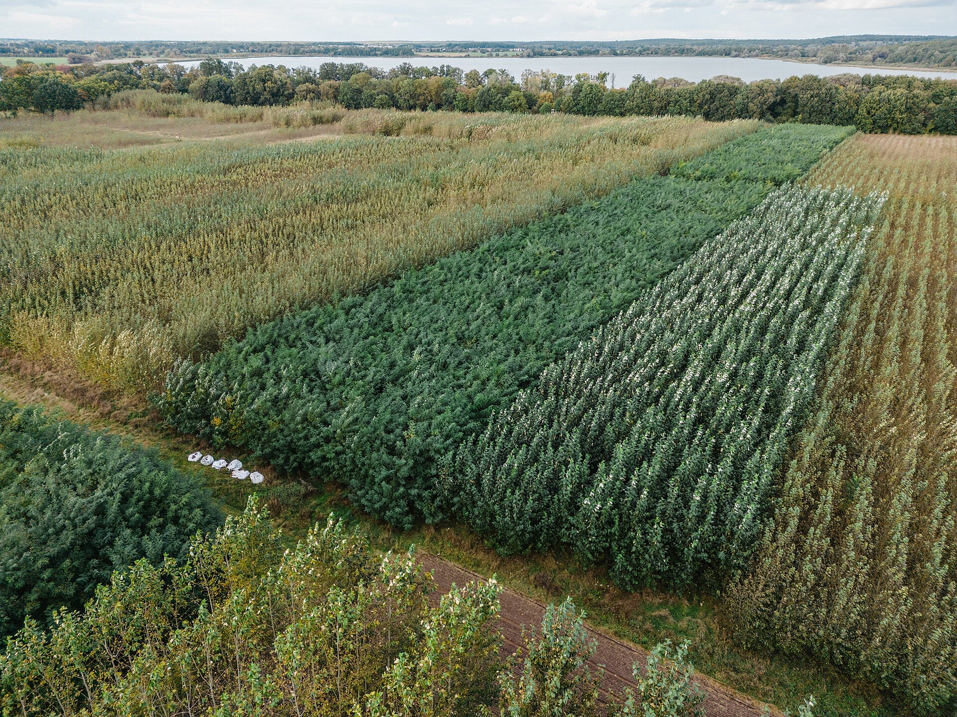 Aerial view of the ATB plantations