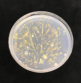 Mikrobiom eines Laubblattes in einer Petrischale 