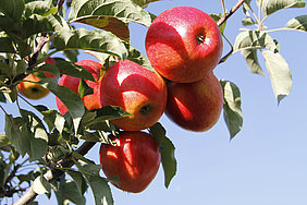 Rote Äpfel am Baum (Foto: ATB)