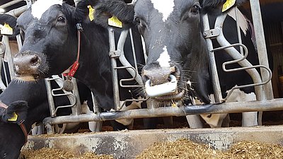 Kuh mit Atemsensor (Foto: Hoffmann/ATB)