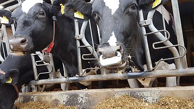 Cow equipped with respiration sensor (Photo: Hoffmann/ATB)