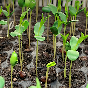 Apple seedlings