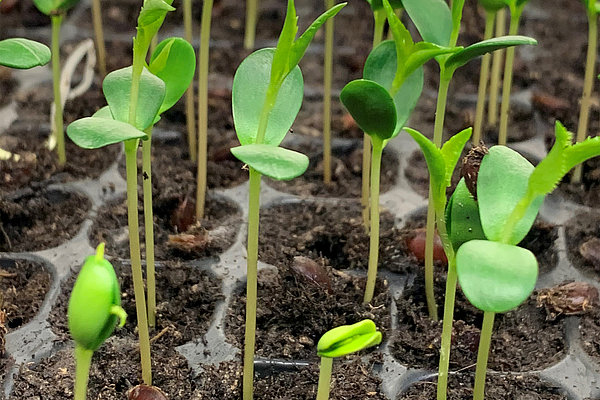 Apple seedlings