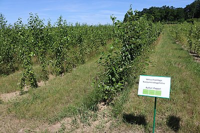 Poplar varieties in field tests in Marquardt (Photo: ATB)