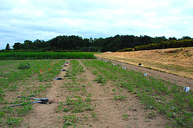  Experimental setup with rain gauges (Photo: Flemming/ATB)