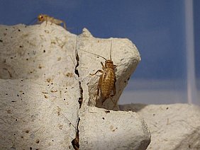 Young cricket in breeding on egg board (Photo: G. Rossi/ATB)