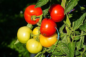 Tomaten mit Sensor