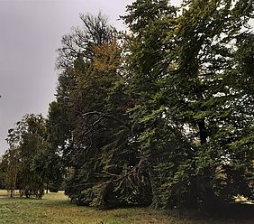 Geschwächte Baumgruppe (Rotbuchen aus dem 19. Jhd.) im Park Sanssouci-Charlottenhof (Foto: Rohde/SPSG)