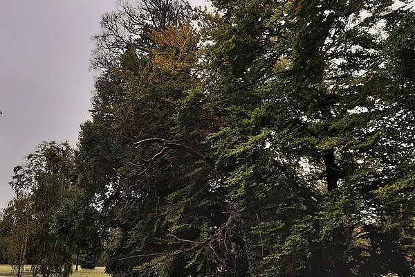Geschwächte Baumgruppe (Rotbuchen aus dem 19. Jhd.) im Park Sanssouci-Charlottenhof (Foto: Rohde/SPSG)