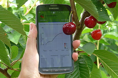 Determining harvest time via smartphone (Photo: Zude)