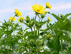 Energiepflanze: Durchwachsene Silphie (Silphium perfoliatum L.) 