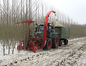 Harvesting poplar chips in a short rotation coppice (Photo: ATB)