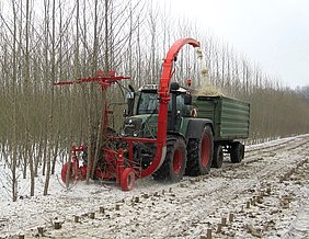 Ernte von Pappelhackschnitzeln in einer Kurzumtriebsplantage (Foto: ATB)