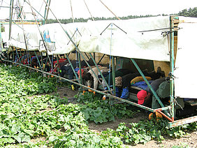 Harvest workers on a 'cucumber flyer' (Photo: Geyer/ATB)