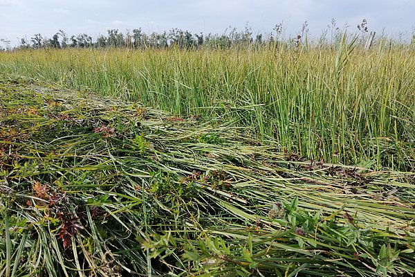 Harvesting biomass from paludiculture. New forms of management sought for rewetted peatland sites (Photo: Lühr/ATB)