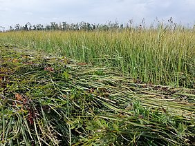 Harvesting biomass from paludiculture. New forms of management sought for rewetted peatland sites (Photo: Lühr/ATB)