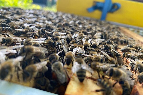 Numerous bees at the open hive