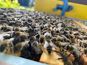 Numerous bees at the open hive