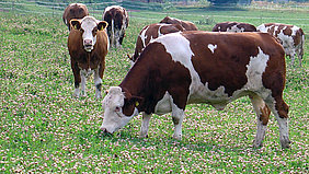 High nitrogen use efficiency: Pasturing of ruminants (Photo: Foltan/ATB)