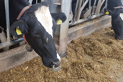 A sensor measures the respiratory rate which enables the detection of e.g. heat stress (Photo: Sepehr/ATB) 