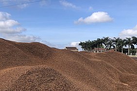 Dried coffee berry husks from coffee processing, Dak Lak province, Vietnam (Photo: Huyen Chau Dang) 