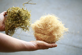 Wet preserved hemp (left) and fibers from dry decortication (Photo: Grimm/ATB)