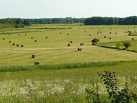 Grünland (Photo: Prochnow)