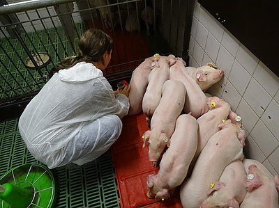 Collecting faecal samples in pig fattening (Photo: ATB)