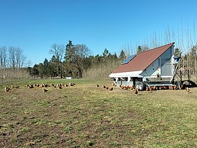 Free-range chickens in front of chicken coop