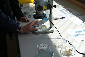 Microscope and various pests on sections of fruit trees