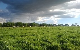 Dairy herd Canchim, Brazil (Photo: Drastig)