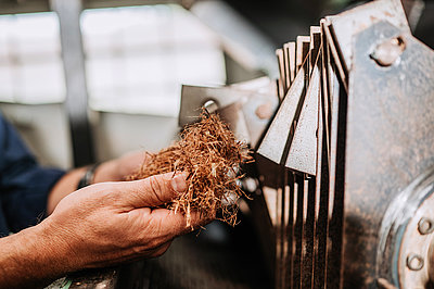 Hammer mill for the decortication of fibre plants (Photo: Manuel Gutjahr)