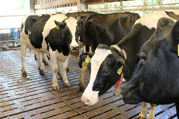 Milchkühe auf konventionellem Spaltenboden (Foto: ATB)