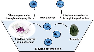 Ethylene movement in fruit package