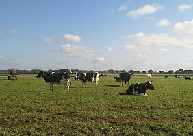 Cows in the green pasture