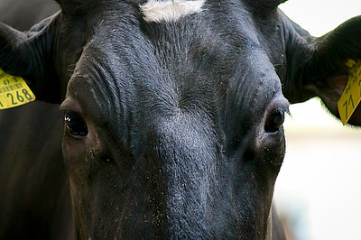  View in cow's eyes (Photo: Grimm/ATB)