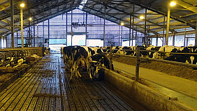 Barn design of the future: Innovative floor surfaces for lower emissions (Photo: ATB)